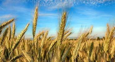 Kdy a jak zasít jarní žito? Technologie pěstování